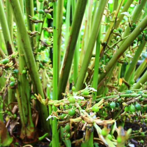 Cardamom oil - Certified Organic  3